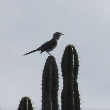 Image of Tropical Mockingbird