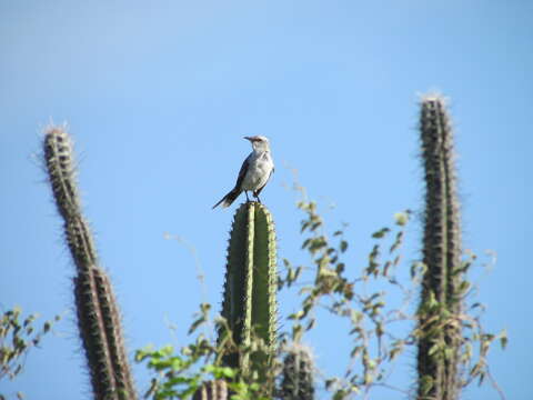 Image of Tropical Mockingbird