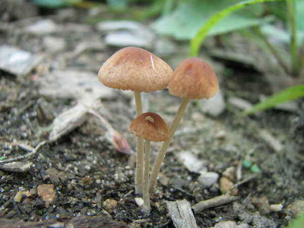 Image of Pholiotina smithii (Watling) Enderle 1999