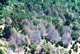 Image of Sudden oak death