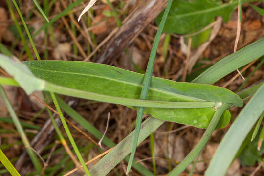 صورة Reichardia picroides (L.) Roth