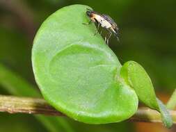 Idiella euidielloides Senior-White 1923的圖片