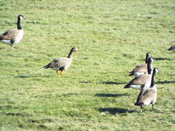 صورة Anser albifrons flavirostris Dalgety, Scott & P 1948