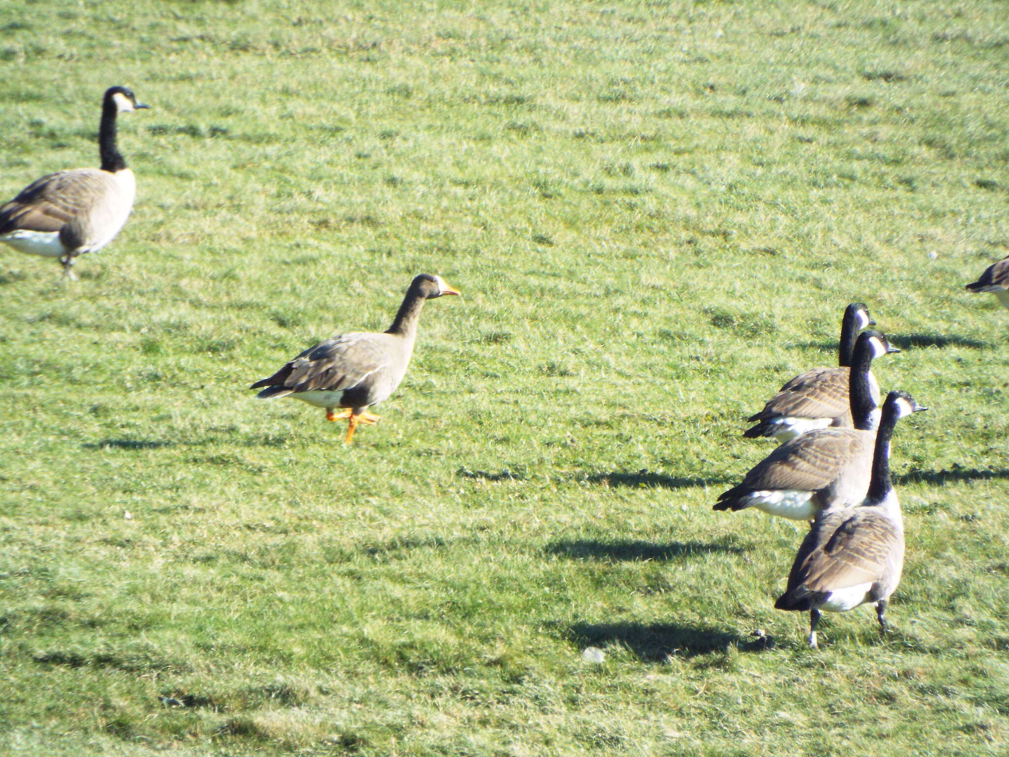 Image of Greenland White-fronted Goose