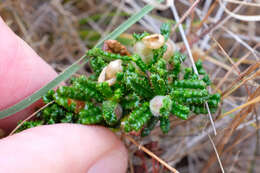 Image of Hearst Ranch buckbrush