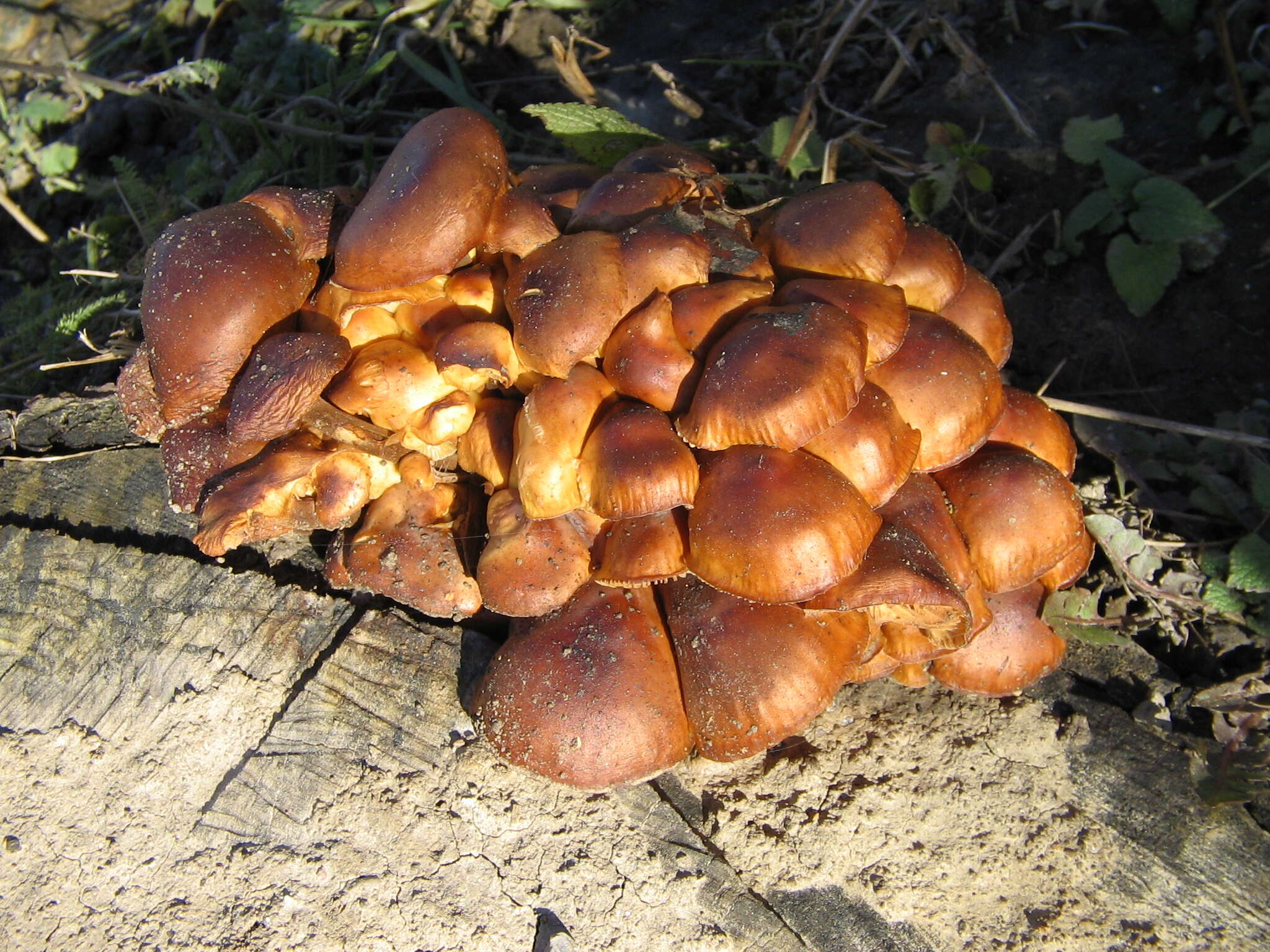 Plancia ëd Flammulina velutipes (Curtis) Singer 1951