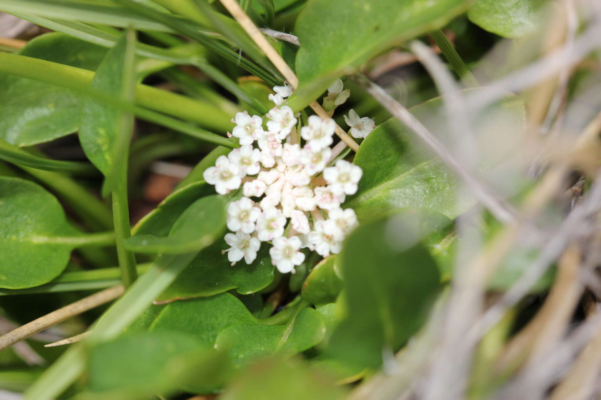 Trachymene humilis (Domin) Benth. resmi