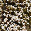 Image de Stylidium breviscapum R. Br.