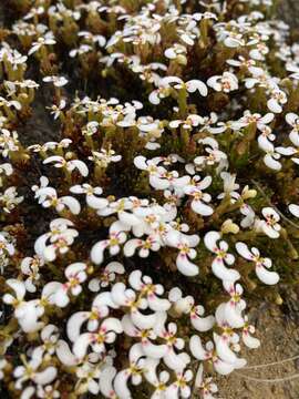 Image of Stylidium breviscapum R. Br.