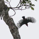 Image de Barite chauve