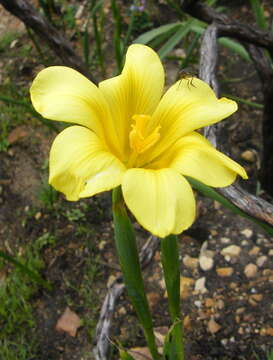 Image of Cape tulip