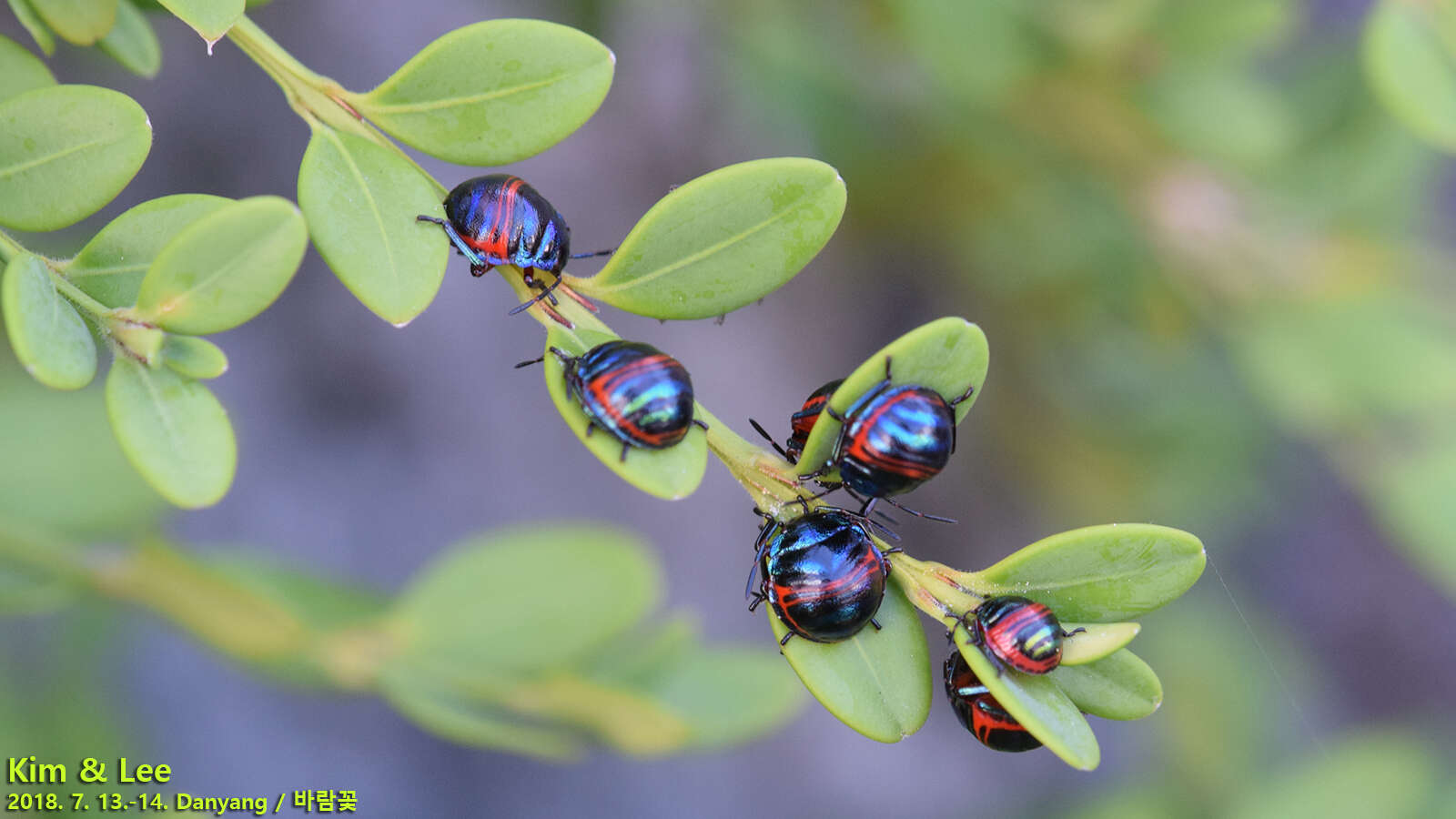 Image of Poecilocoris Dallas 1848