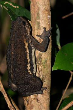 Plancia ëd Pseudobufo Tschudi 1838