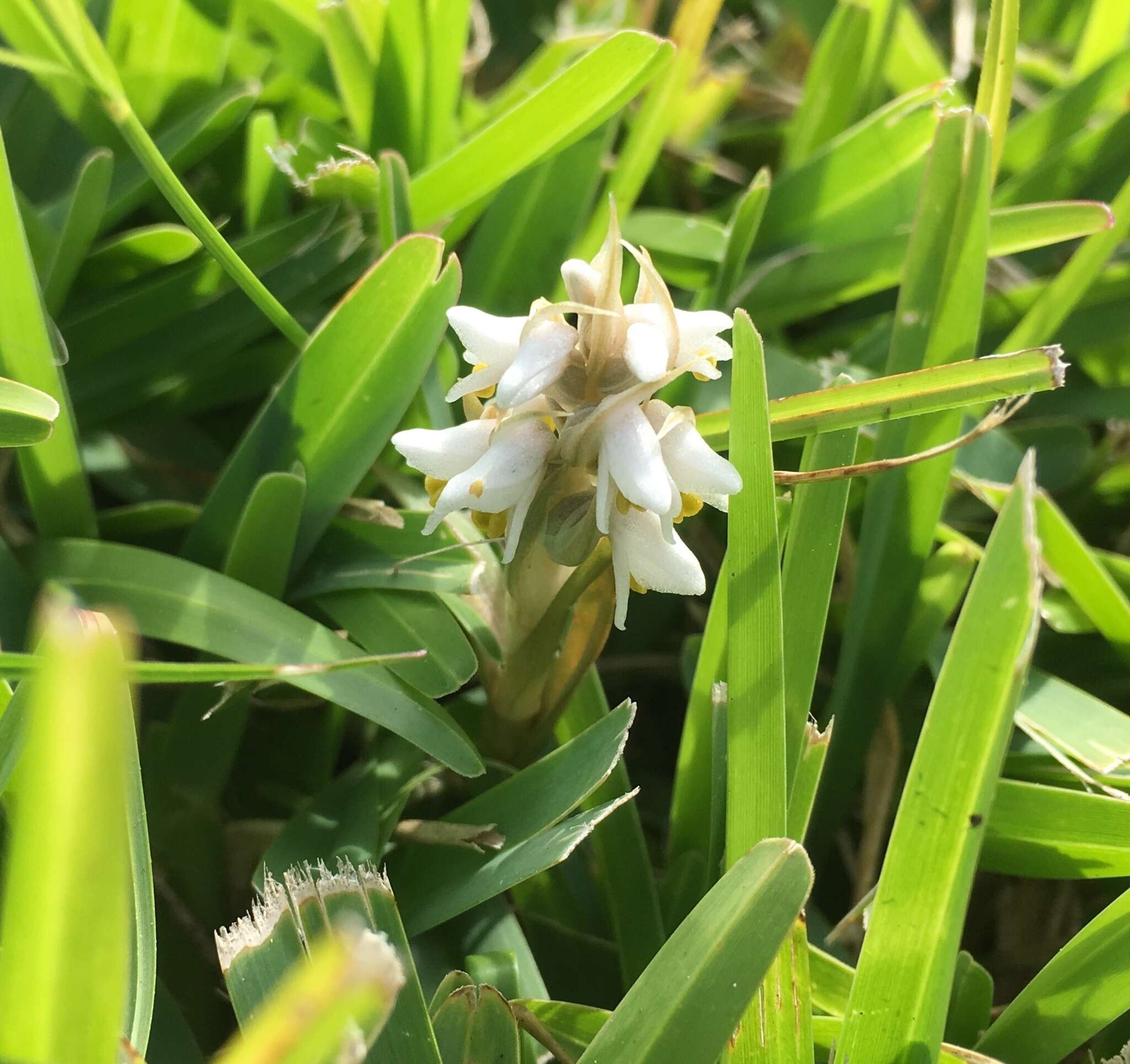 Image of Lawn orchid