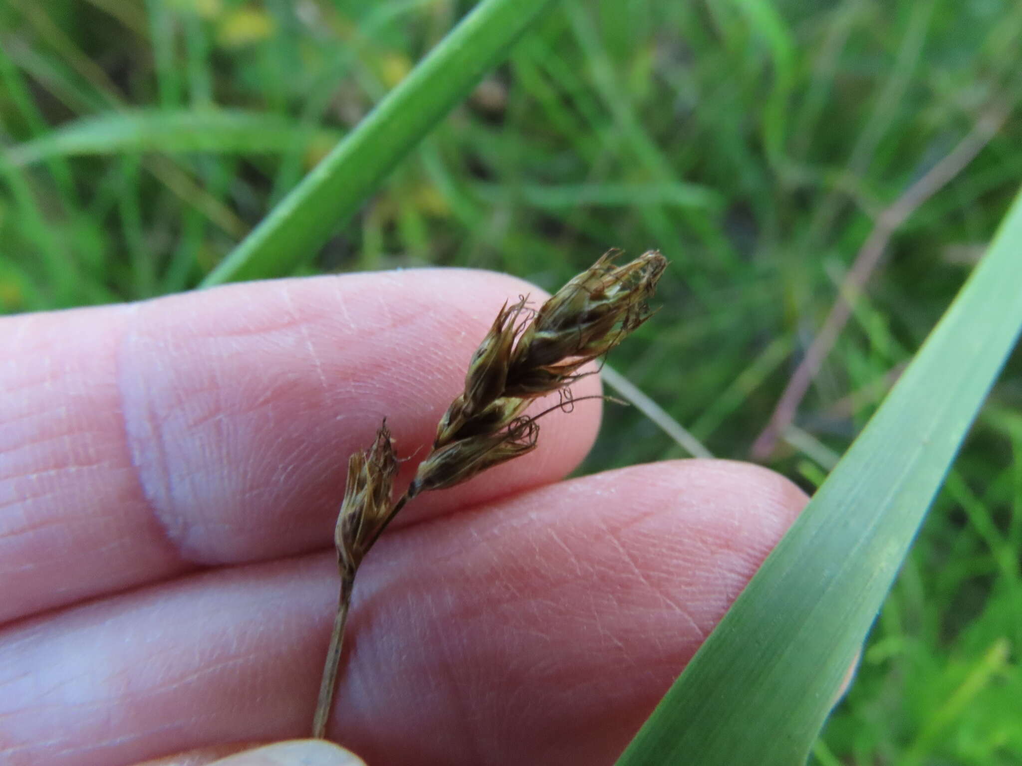 Carex tumulicola Mack. resmi