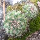 Mammillaria discolor Haw. resmi