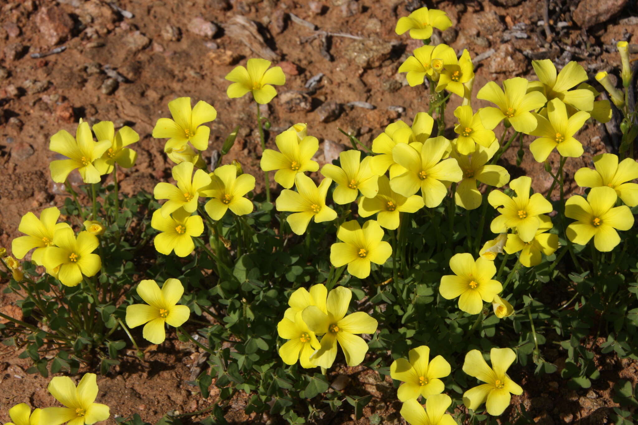 Image of Oxalis haedulipes Salter