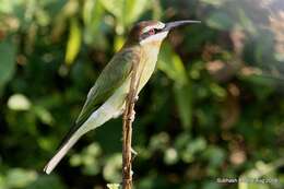 Image of Blue-cheeked Bee-eater