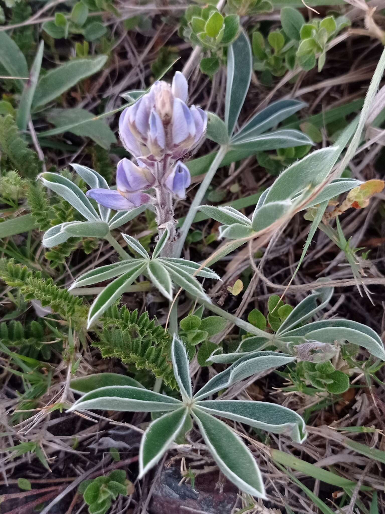 Image of Lupinus multiflorus Desr.