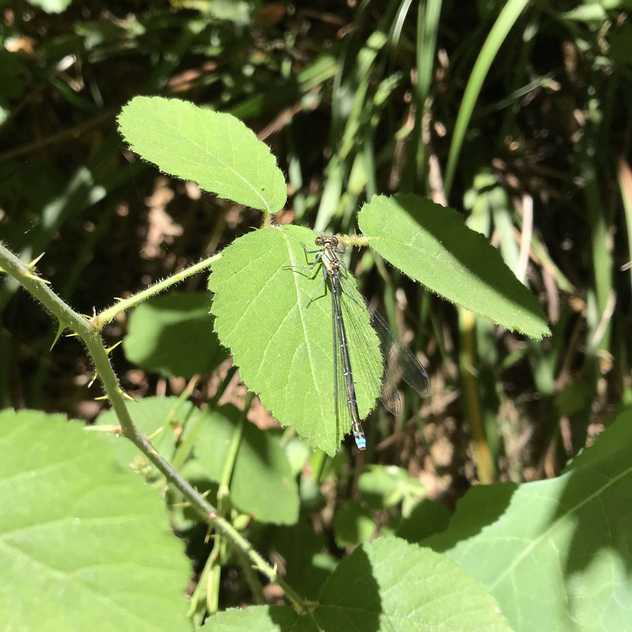 Image of Antiagrion grinbergsi Jurzitza 1974