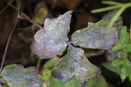 Erysiphe aquilegiae DC. 1815 resmi