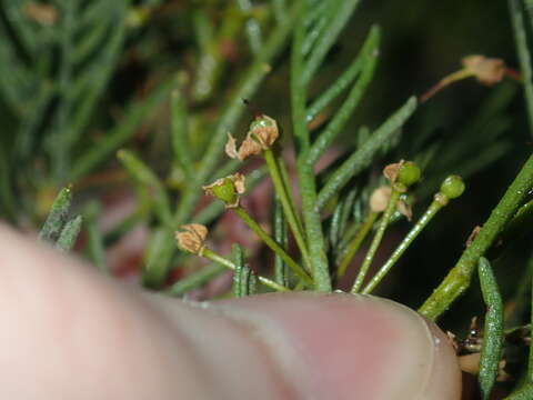 Image of Dodonaea inaequifolia Turcz.