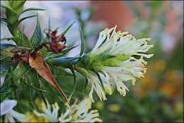 Image of Richea sprengelioides (R. Br.) F. Muell.