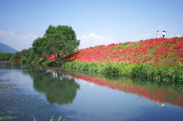 Image of red spider lily