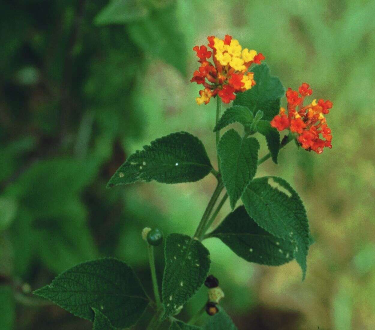 Image of lantana