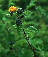 Image of lantana