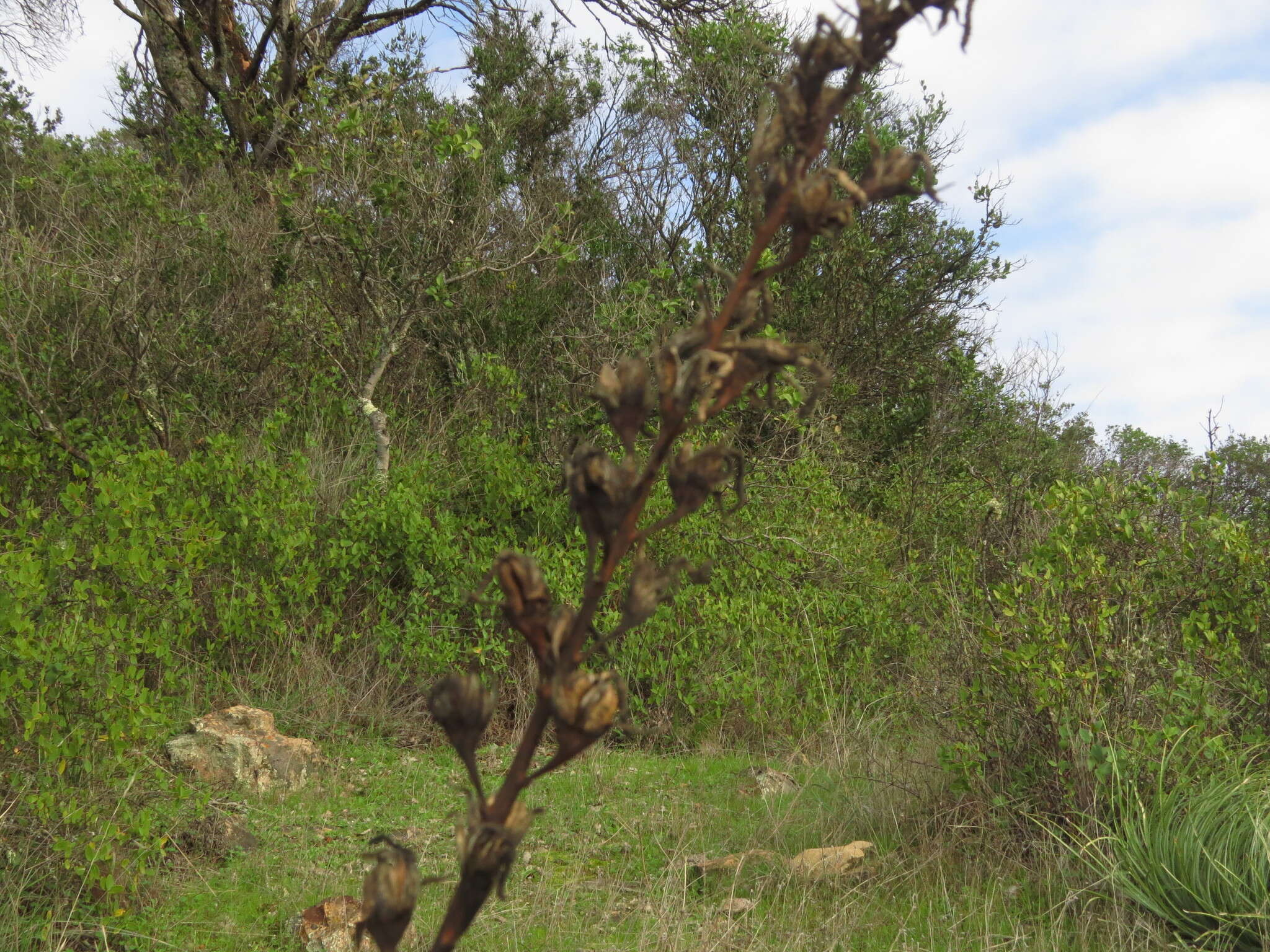 Image of Puya coerulea Lindl.