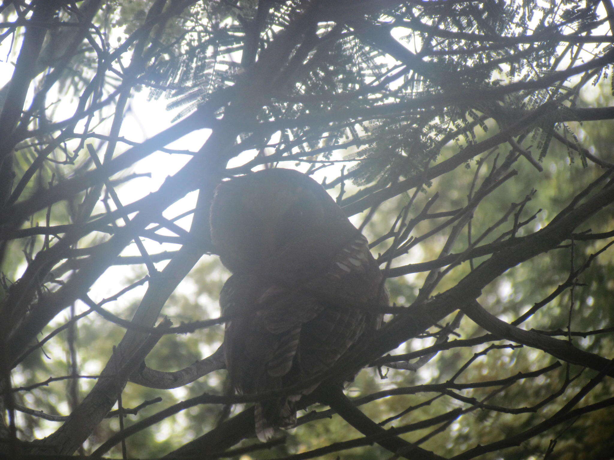 Image of Strix woodfordii woodfordii (Smith & A 1834)