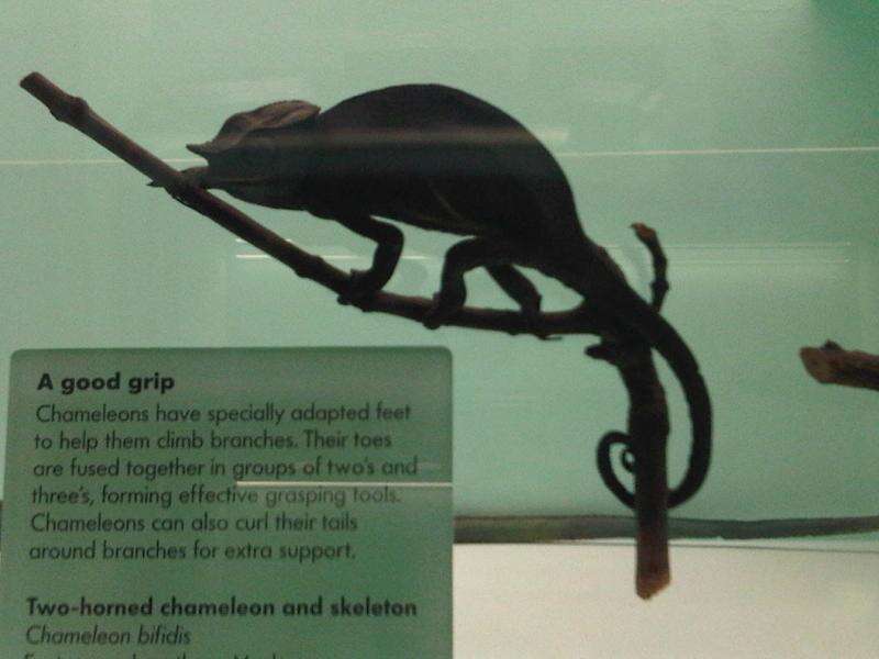 Image of Two-horned Chameleon