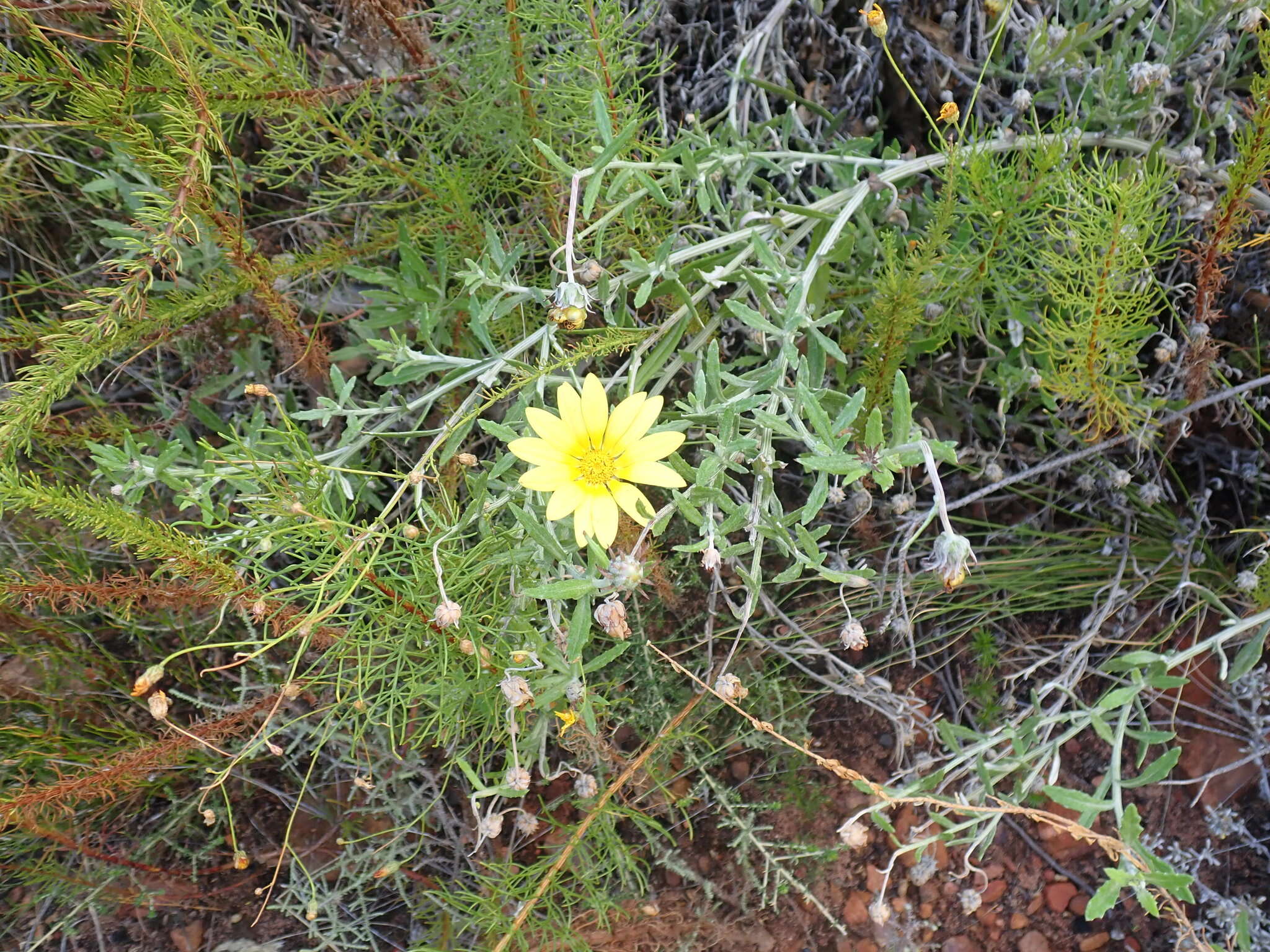 Image of Arctotis scabra Thunb.