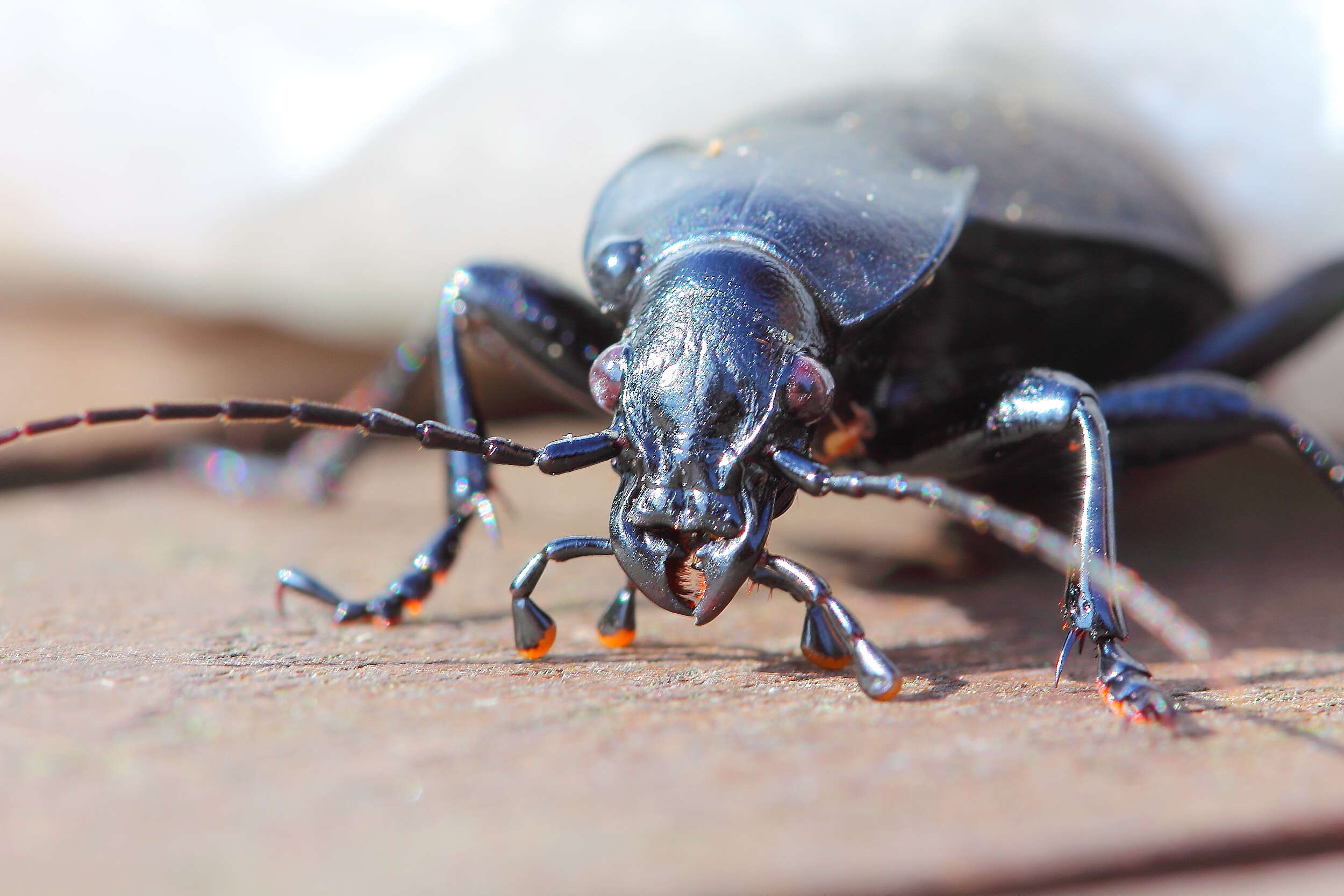 Image of Carabus (Procrustes) coriaceus Linnaeus 1758