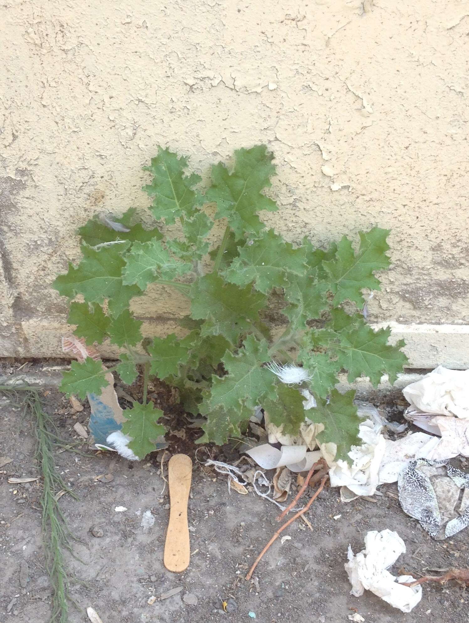 Image of Golden Henbane