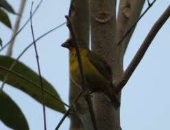 Image of Bronze-green Euphonia