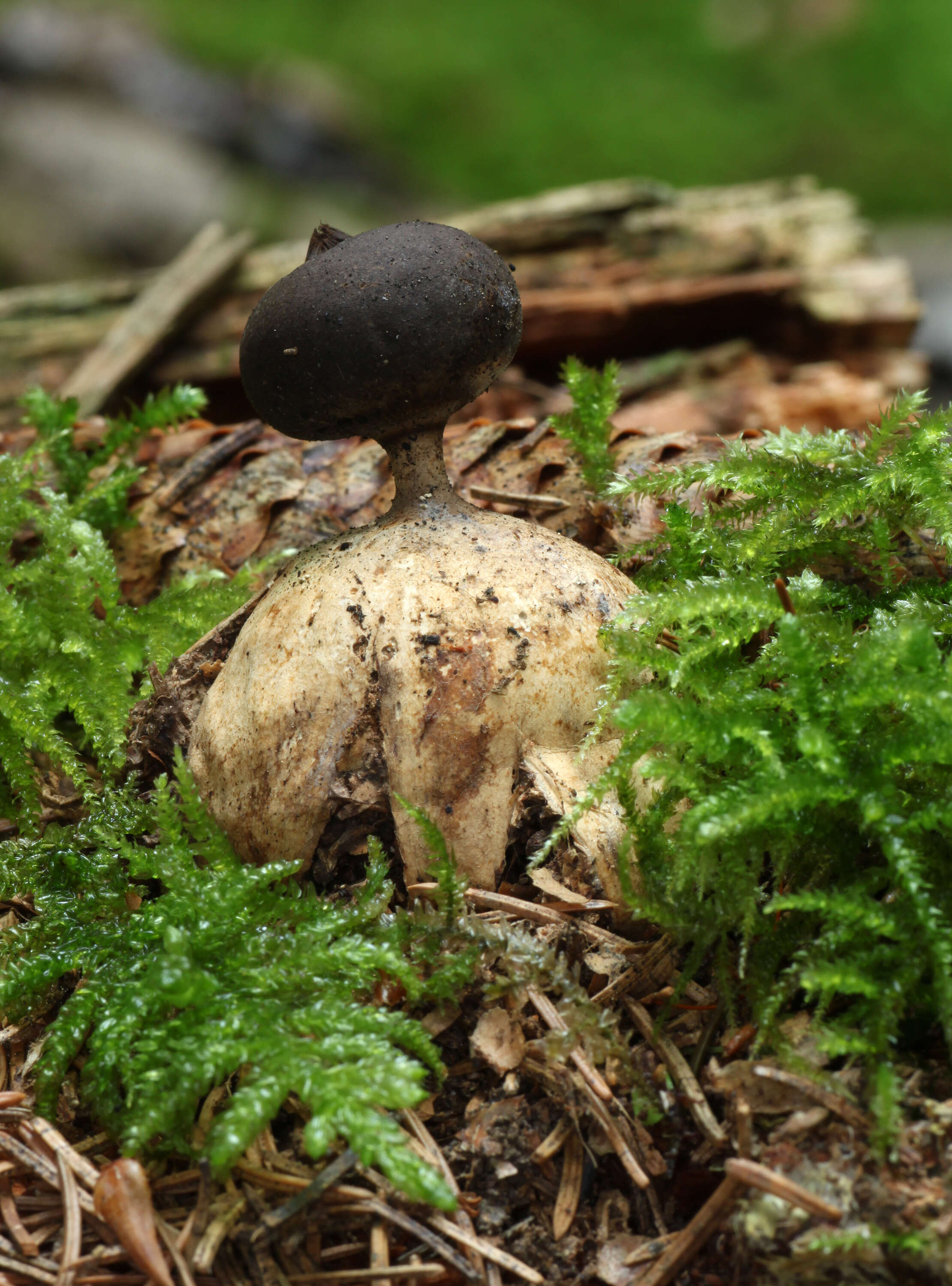 Image of Beaked Earthstar