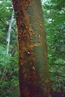 Image of gumbo limbo