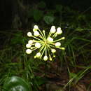 Clintonia umbellulata (Michx.) Morong resmi