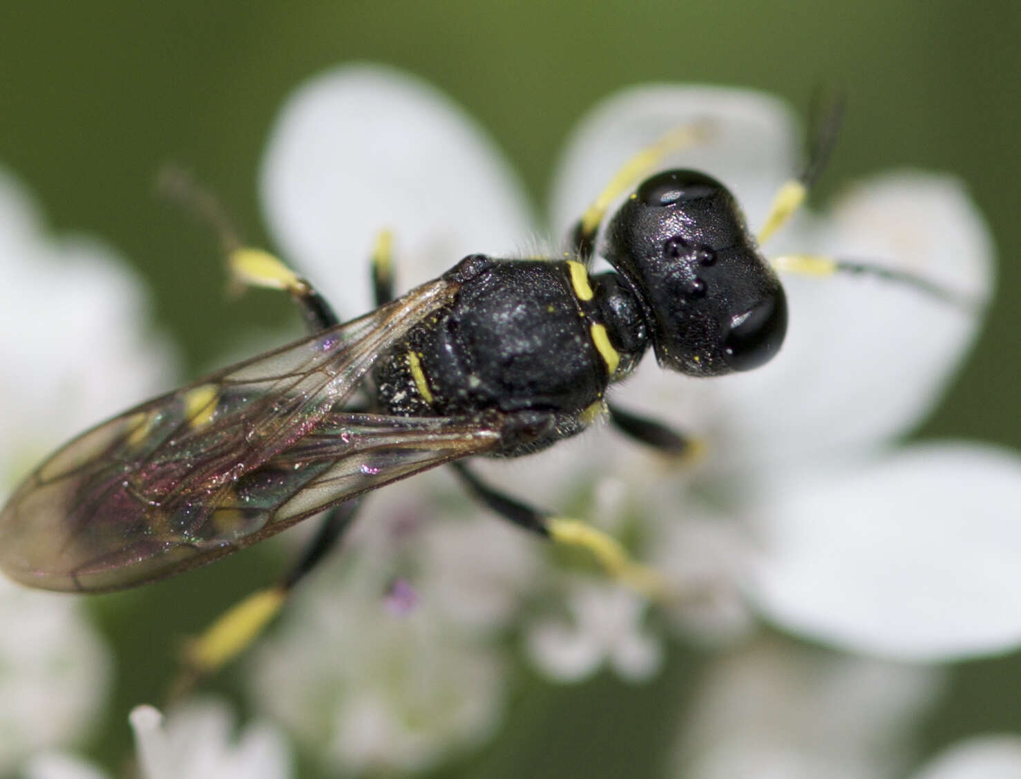 Image de Ectemnius lapidarius (Panzer 1803)