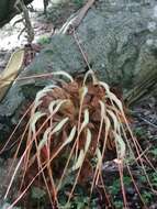 Plancia ëd Brownea macrophylla Linden