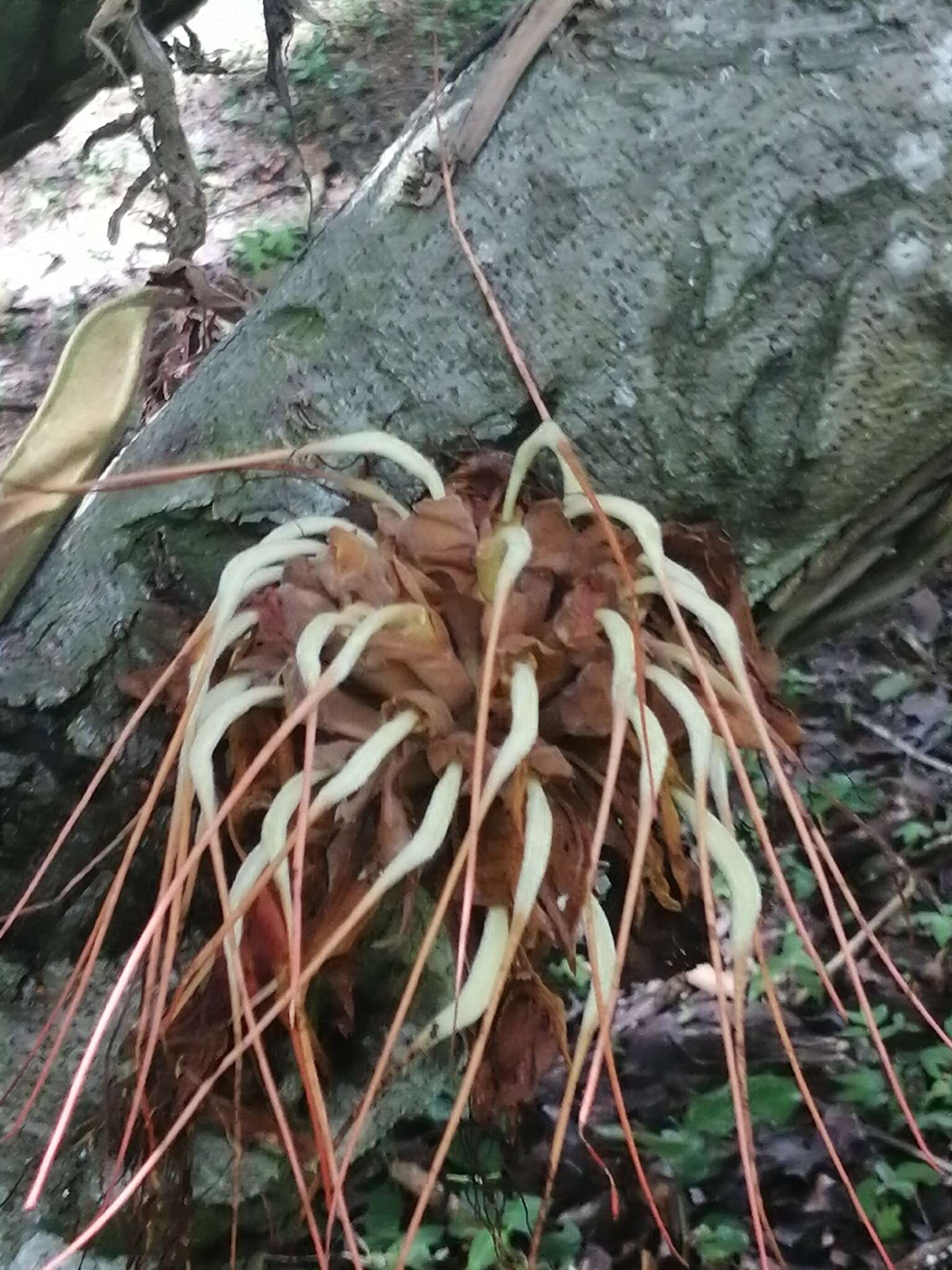 Plancia ëd Brownea macrophylla Linden