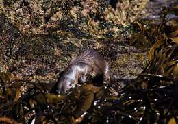 Image of Marine Otter