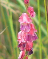 Image de Gladiolus crassifolius Baker