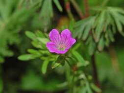 Imagem de Geranium columbinum L.