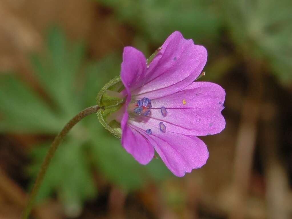 Imagem de Geranium columbinum L.