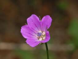 Imagem de Geranium columbinum L.