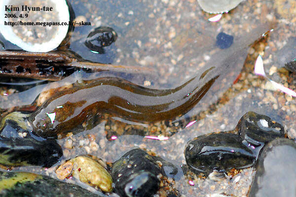 صورة Luciogobius