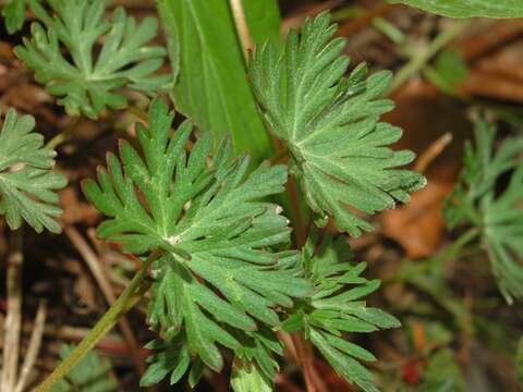 Imagem de Geranium columbinum L.